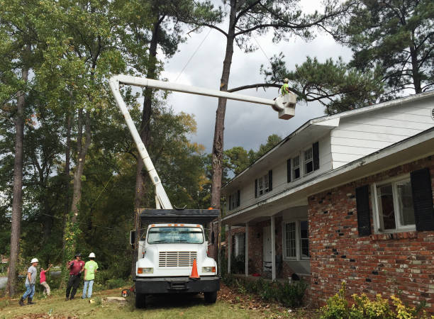 Leaf Removal in Lowellville, OH