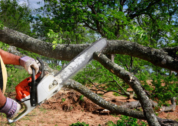 How Our Tree Care Process Works  in  Lowellville, OH